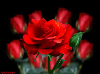 roses_doz_red.gif