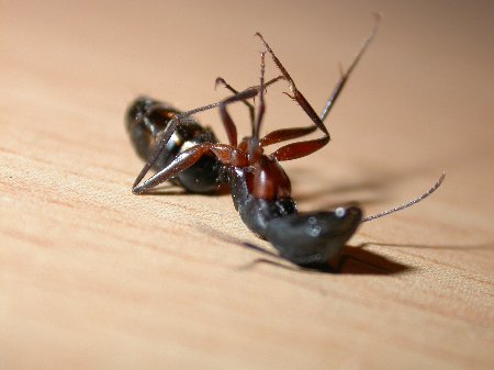 dead_ant.jpg