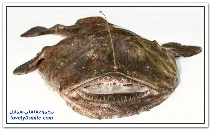 strange-fishes-06.jpg