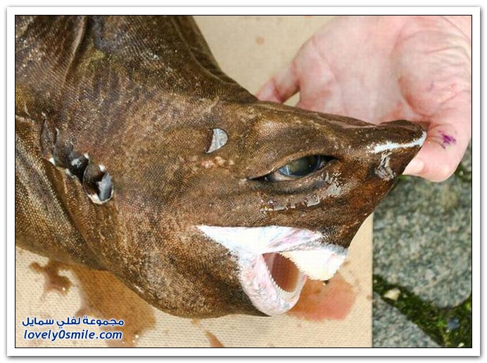 strange-fishes-02.jpg