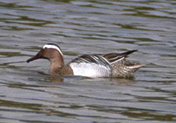 Garganey_duck.jpg