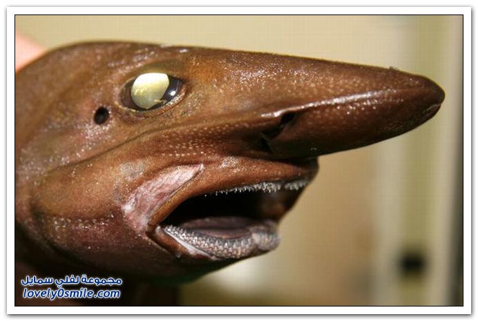 strange-fishes-07.jpg