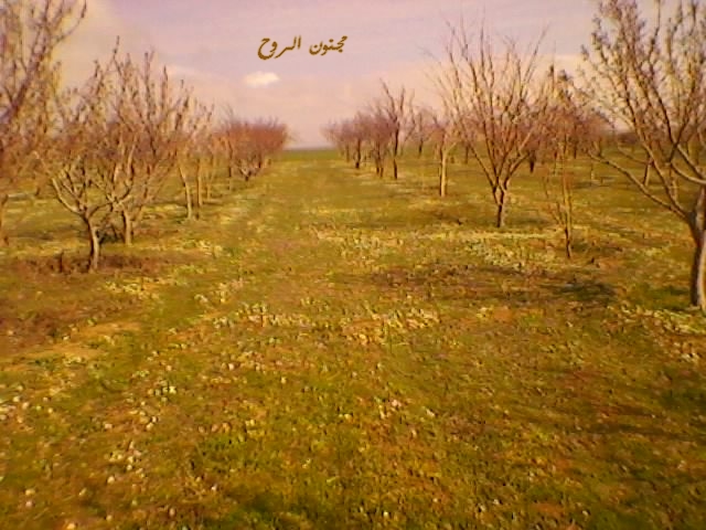 sp_a0010.jpg