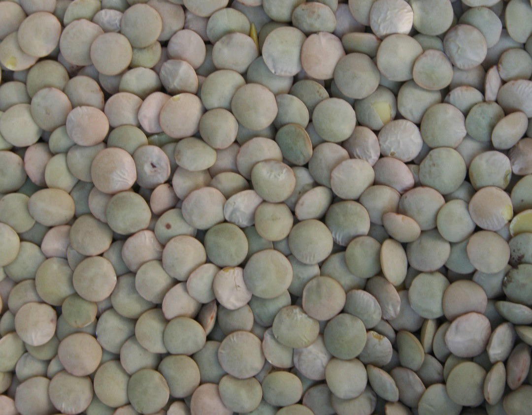 lentils1.jpg