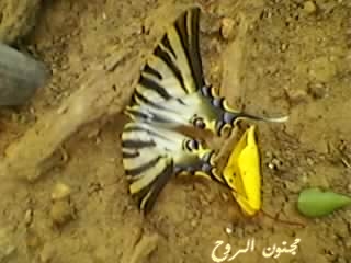 sp_a0222.jpg