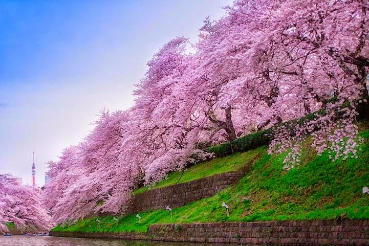 sakura9.jpg