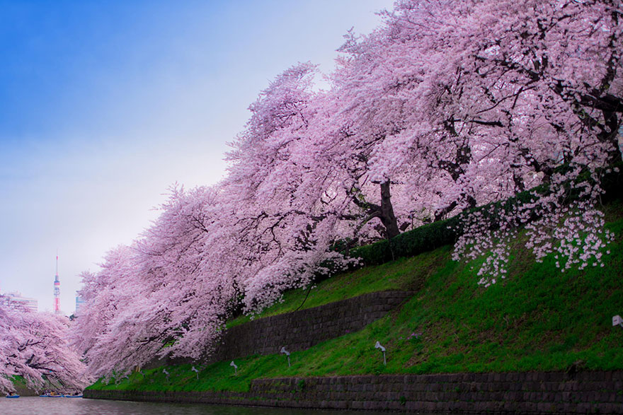 cherry-blossom-sakura-8.jpg