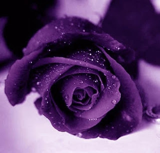 Violet_Roses%201.jpg