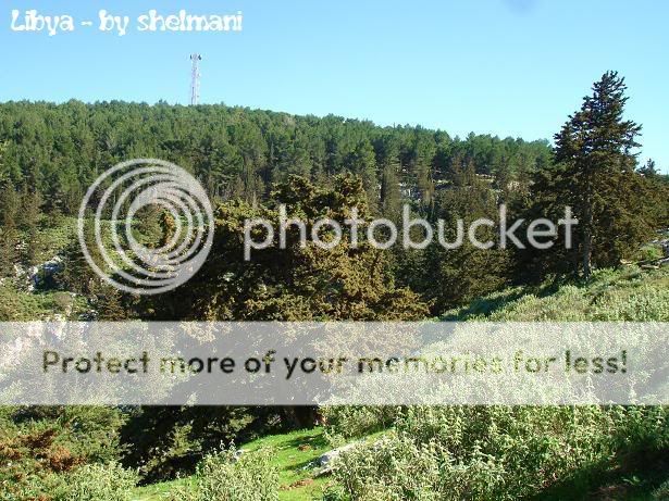 Libyanforest2.jpg