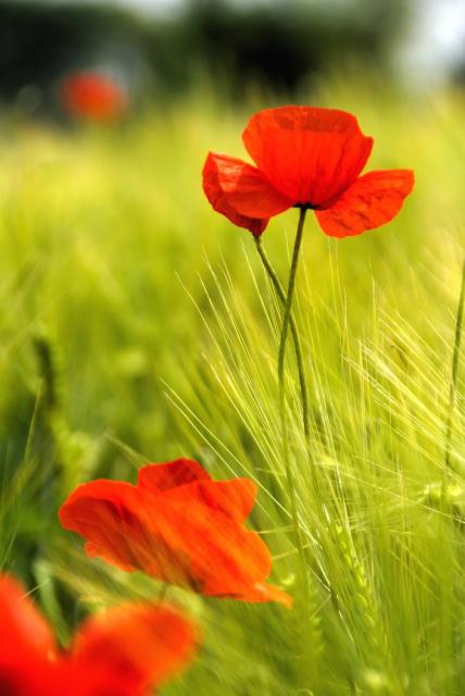 poppy+summer+flower+in+bright+red.jpg