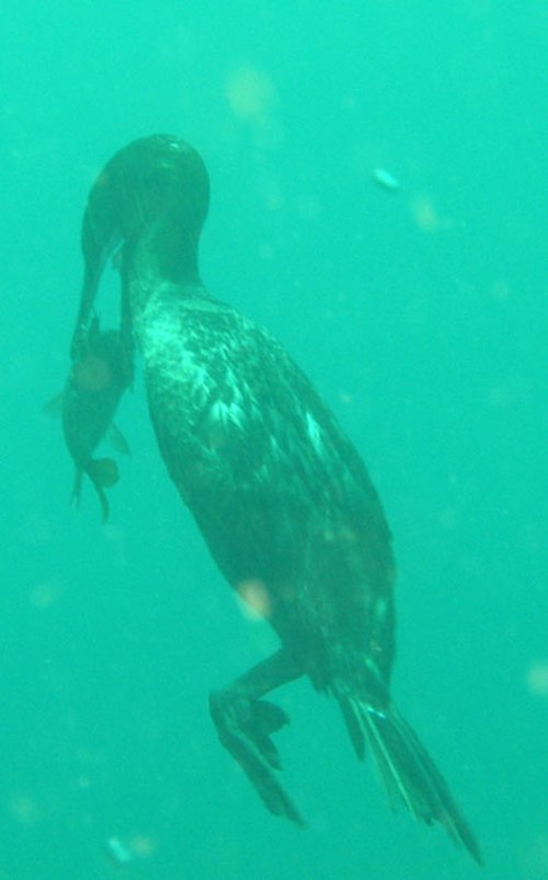 cormorant1.jpg