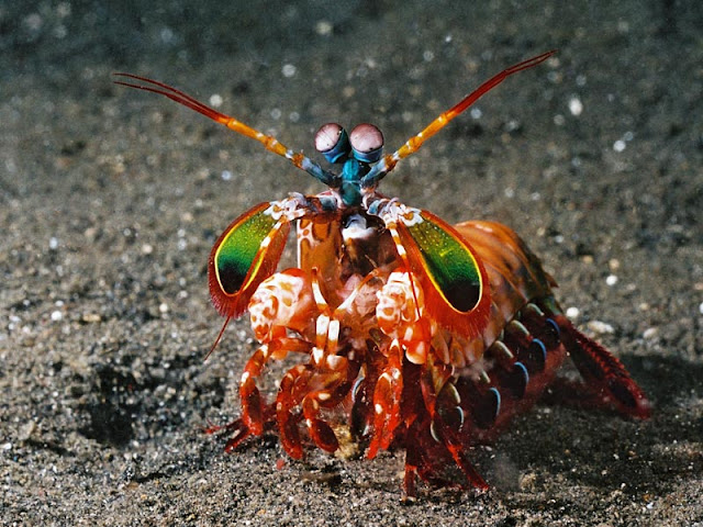 Mantis-Shrimp2.jpg
