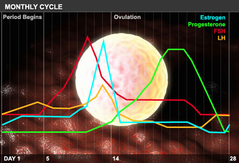 webmd_rf_photo_of_menstrual_cycle_graph.jpg