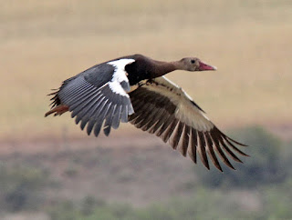 791px-Spur-winged_Goose_RWD4.jpg