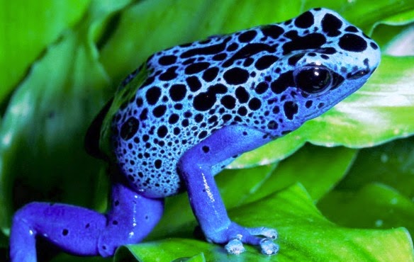 the-world_s-top-10-most-amazing-frogs-7.jpg