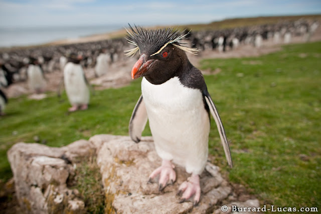 Curious+Rockhopper.jpg
