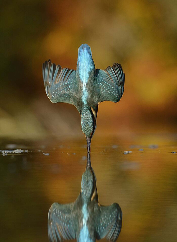 a-perfectly-symmetrical-photo-of-a-kingfisher-diving-for-prey-nearly-6-years-in-the-making-700x960.png