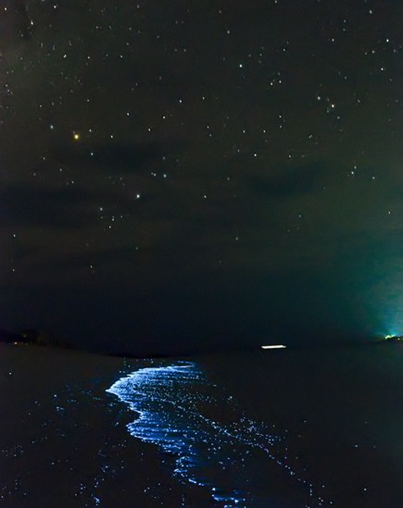 glowing-waves-bioluminescent-ocean-life-explained-maldives_50147_600x450.jpg