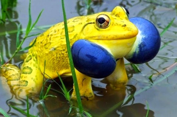 the-world_s-top-10-most-amazing-frogs-2.jpg