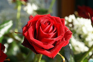 %D8%B5%D9%88%D8%B1+%D9%88%D8%B1%D8%AF+-+%D8%B5%D9%88%D8%B1+%D8%A7%D8%B2%D9%87%D8%A7%D8%B1+-22.jpg