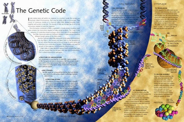 genetics-1.jpg