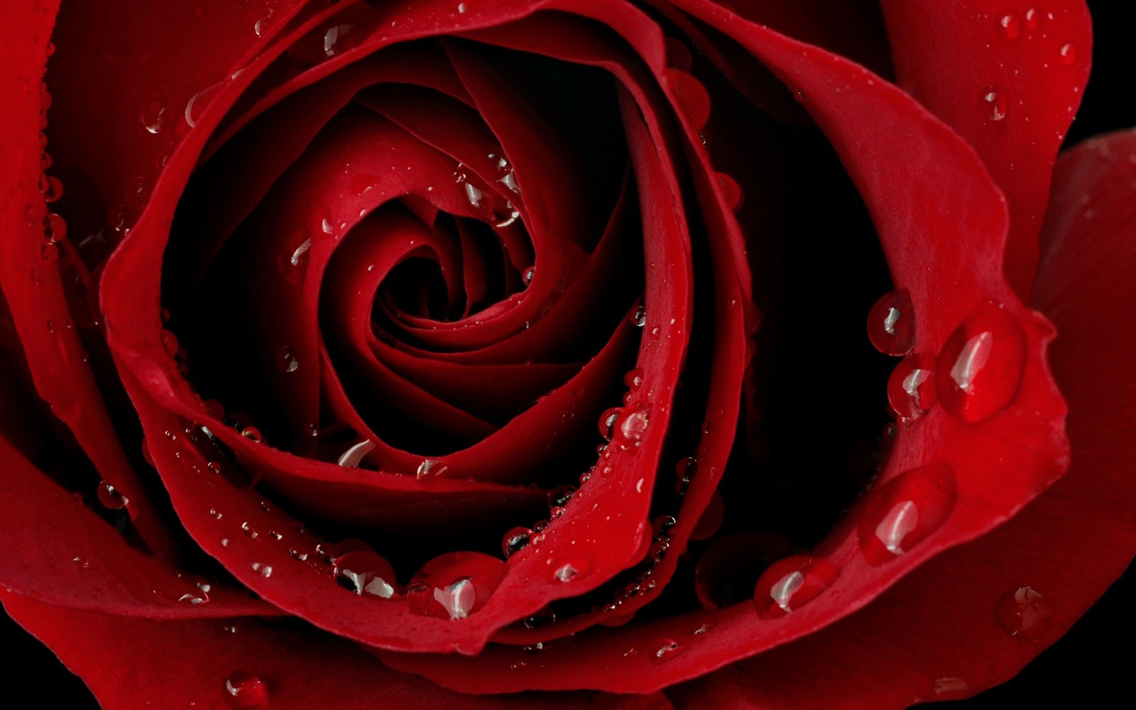 Love+Rose+HD+Wallpaper+-+LoveWallpapers4u.Blogspot.Com.jpg