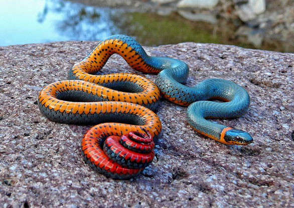 colorful-snakes-adders-vipers-61__880.jpg