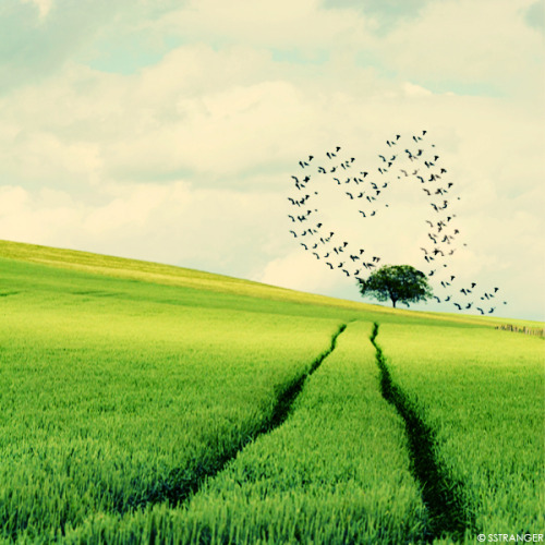 tumblr_lbsf62FWYD1qcdmy4o1_500.jpg