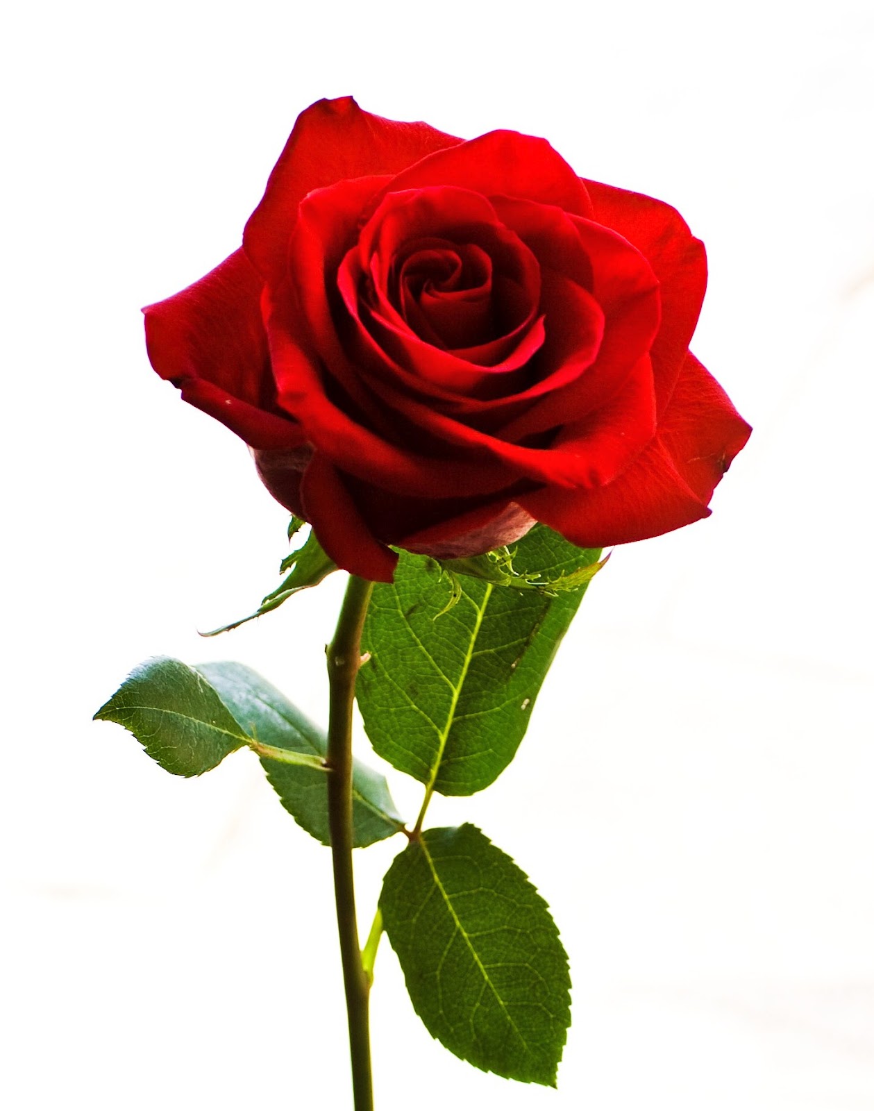Rose_Stock_by_BreAnn%20%282%29.jpg