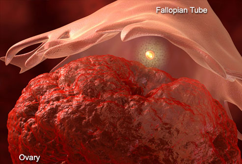 princ_rm_photo_of_ovulation.jpg