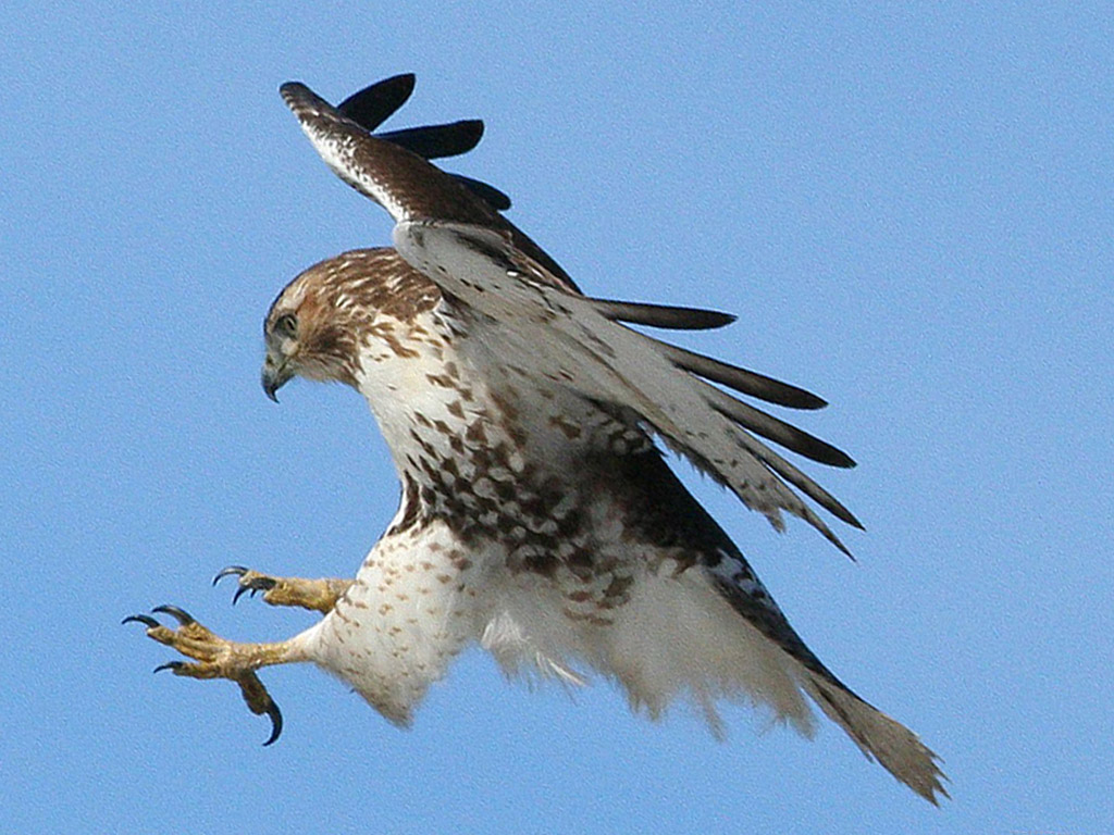 The+Hawk+is+Dying.jpg