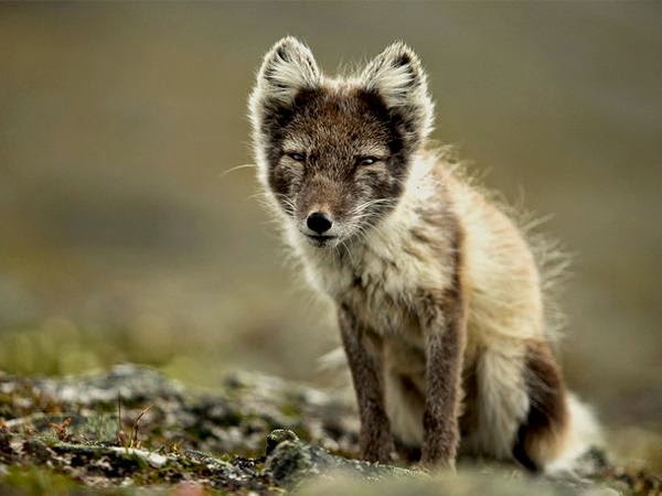 animal_adaptations_arctic_fox.jpg