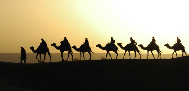 Moroccan+desert+camels.jpg