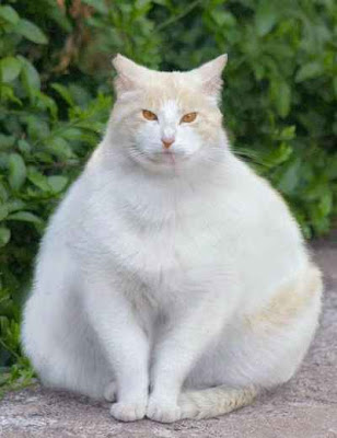 fat-cat.jpg