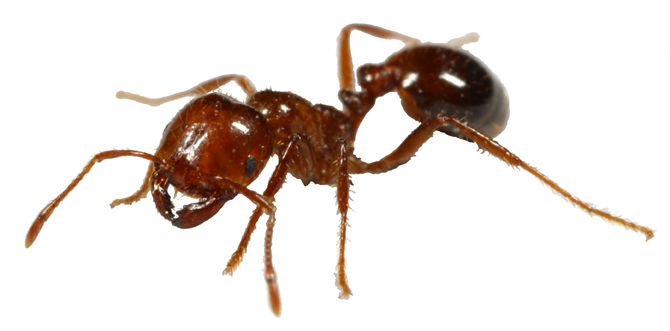 red-ant.jpg