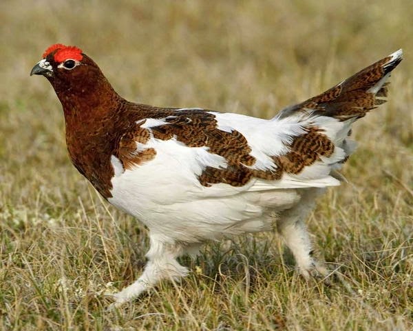 animal_adaptations.jpg