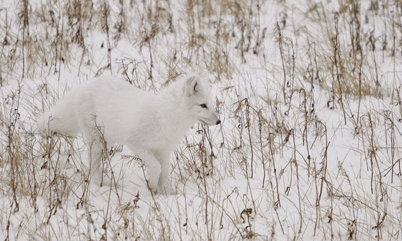 animal_adaptations_arctic_fox_winter.jpg