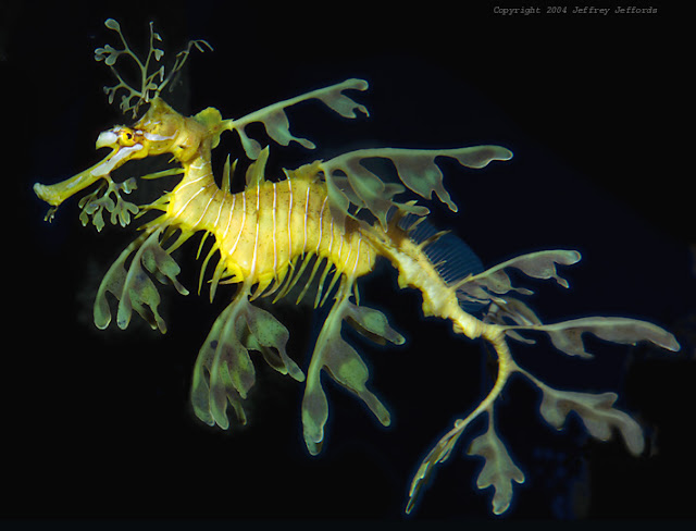 Leafy_Sea_Dragon9_.jpg