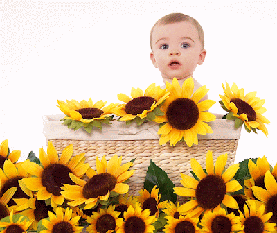 SunflowerBaby.gif