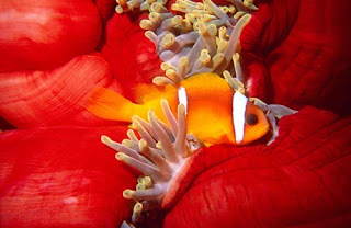 anemone-fish.jpg