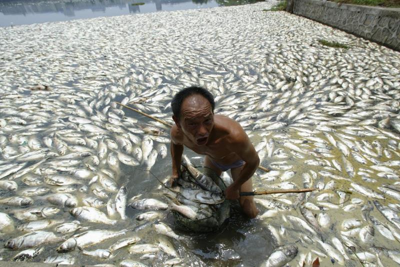 dead-fish-from-pollution.jpg
