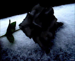 black_rose_immortal_by_douceagonie.jpg