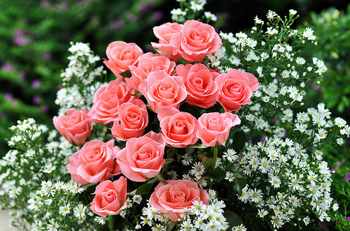 daisies-daisy-flower-flowers-pink-rose-Favim.com-47178.jpg
