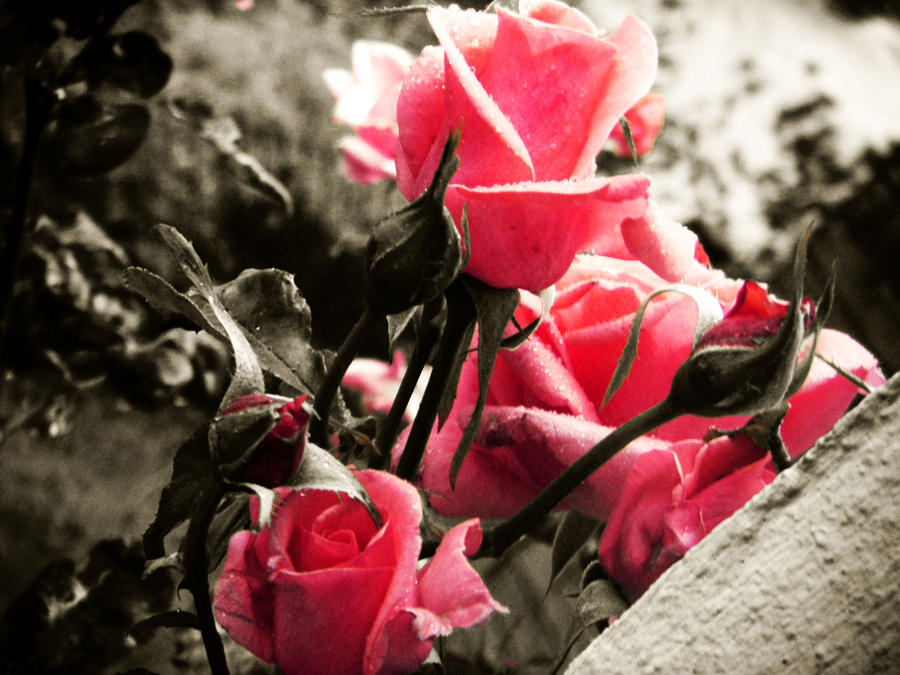 roses_by_FreakyLeo.jpg