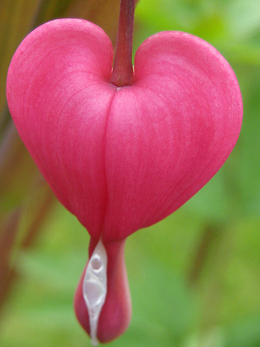 bleeding-heart-flower-3.jpg