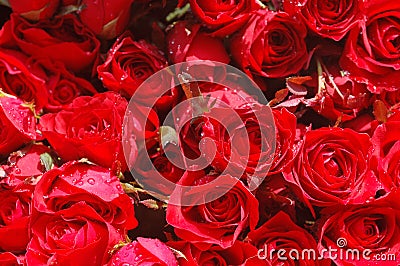 b-acircti-des-roses-rouges-thumb691182.jpg