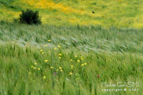 guelma_2007_0287.jpg