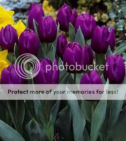 SingleEarlyTulips-PurplePrinceSE.jpg