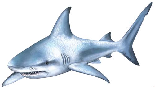 shark10.jpg