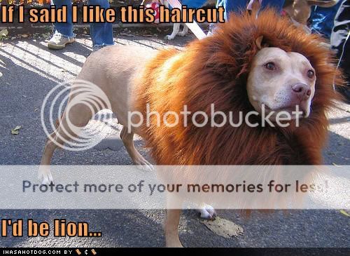 funny-dog-pictures-lion-haircut-dog.jpg